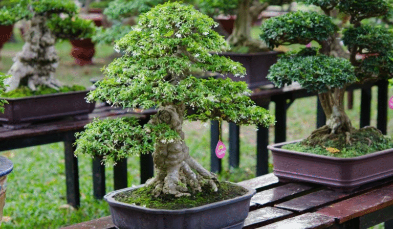 bonsai plant supplier: How to Choose the Right Supplier for Healthy Trees
