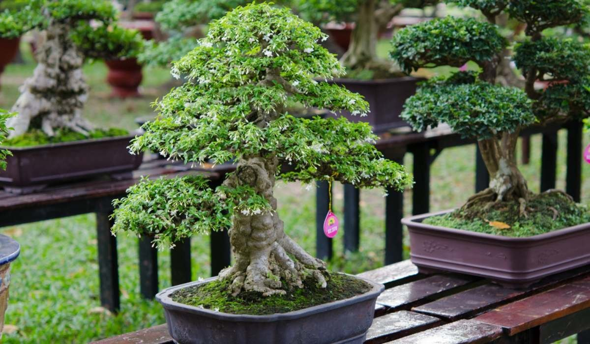 bonsai plant supplier: How to Choose the Right Supplier for Healthy Trees