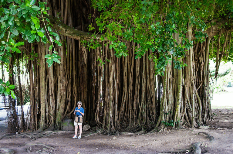 Banyan Aerial Roots