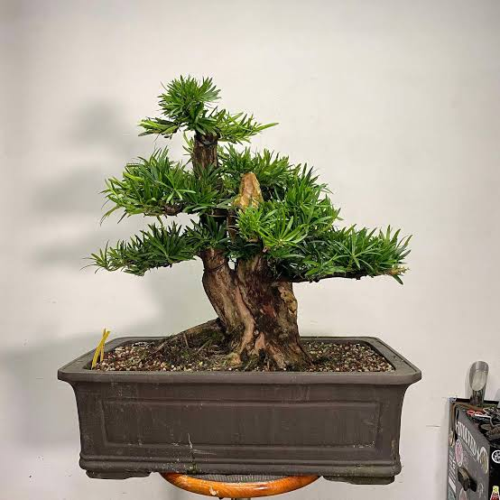The Ultimate Guide to Podocarpus Buddhist Pine Care, Characteristics, and Uses