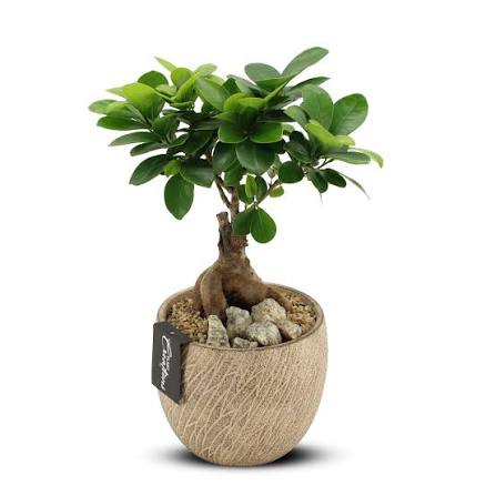 The Ultimate Guide to Growing and Caring for an S Shape Ficus Bonsai